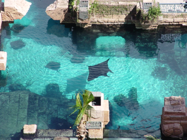 manta-ray-atlantis-paradise-island-marine-habitat.jpg