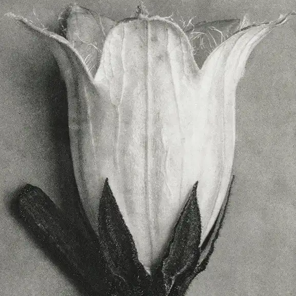 campanula alliariifolia flower – What is Atlantis Really? Image for service