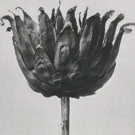 star thristle flower – What is Atlantis Really? Image for service